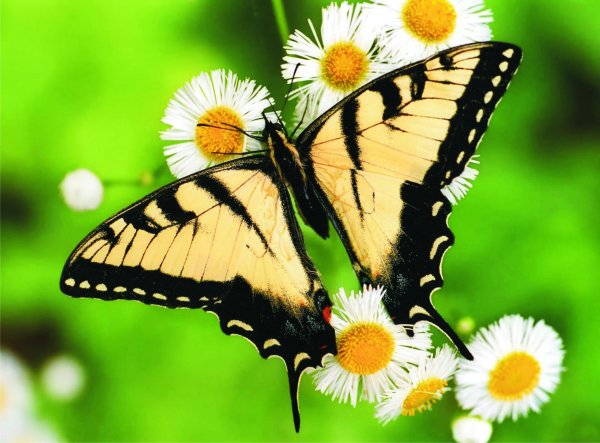 бабочка махаон