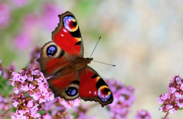 красивая бабочка
