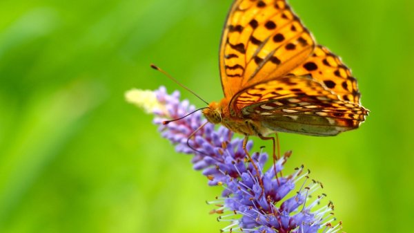 Природа бабочки