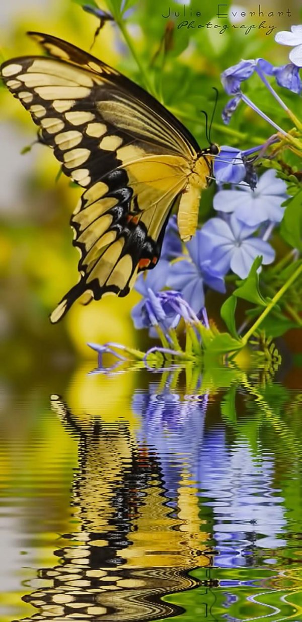 бабочки в природе