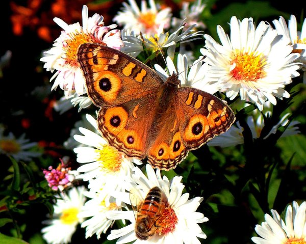 множество бабочек