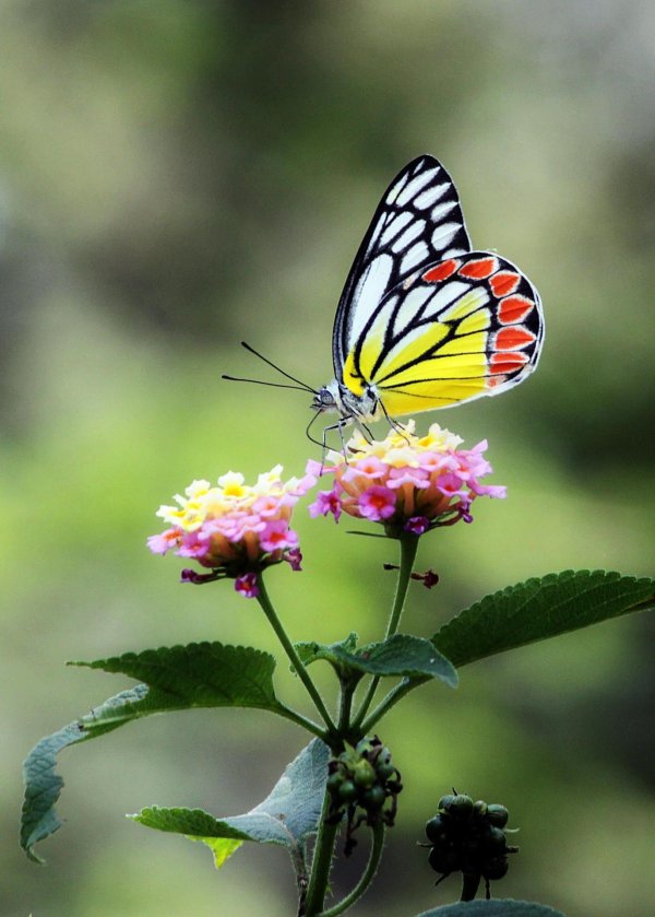 бабочки в природе