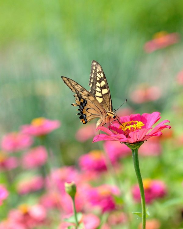 красивые цветы и бабочки