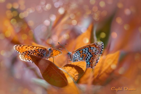 осенние бабочки