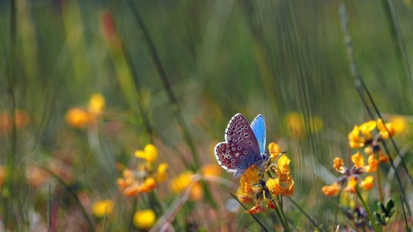polyommatus icarus