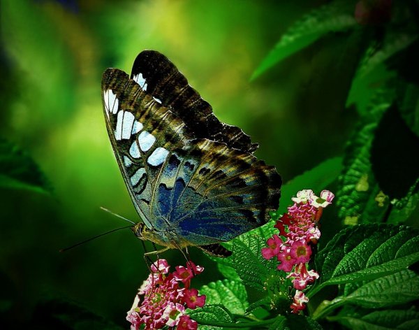 papilio cresphontes