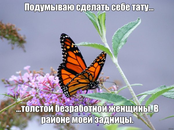 данаида монарх