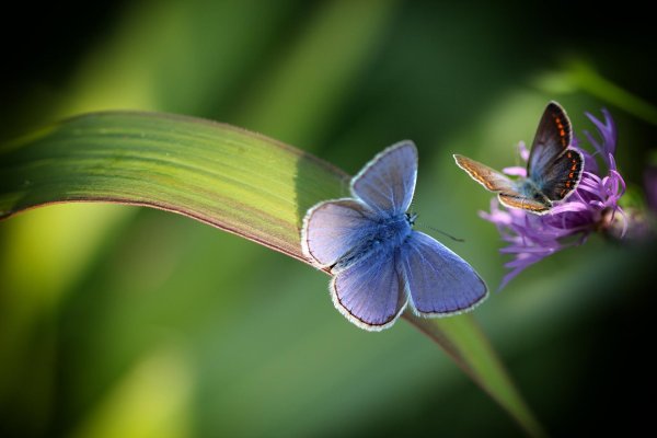 голубянка дафнис