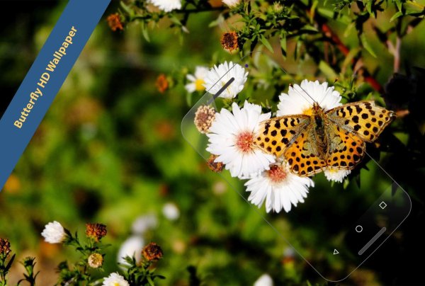 лето бабочек