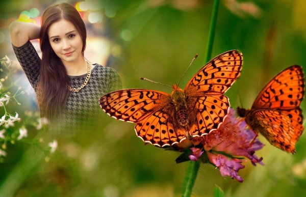 перламутровка бабочка