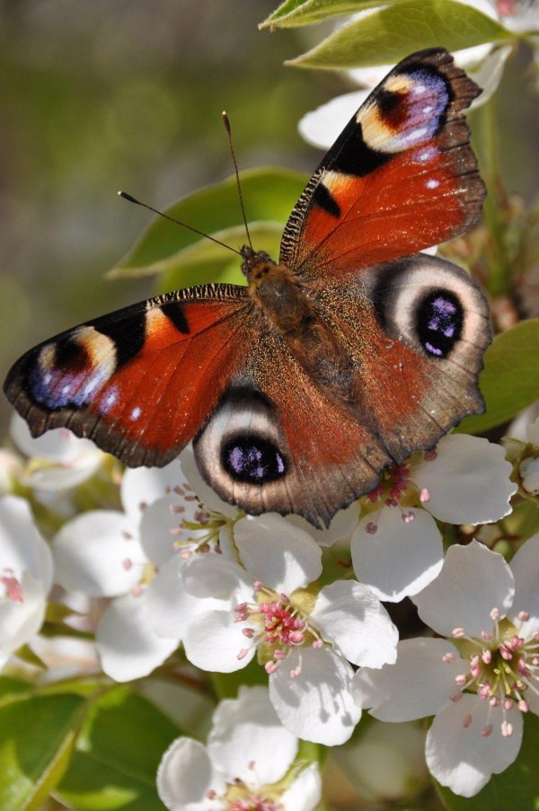 красивая бабочка