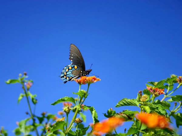 pipevine swallowtail