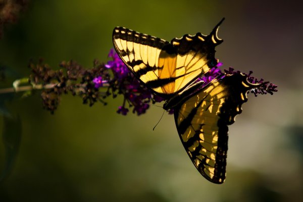 бабочка махаон