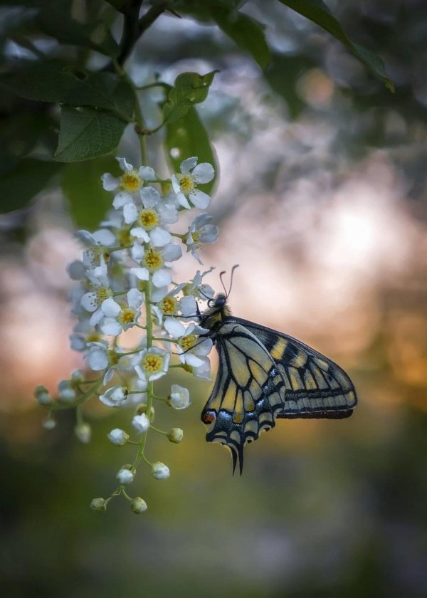 весенние бабочки