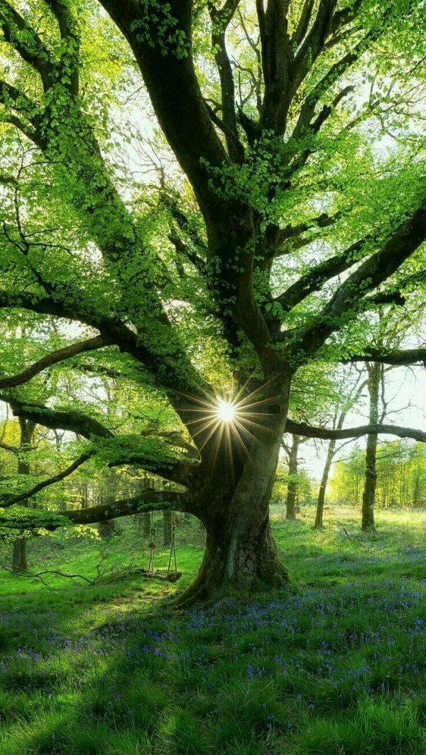 гармония природы