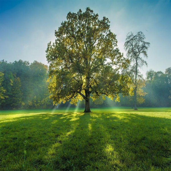 дуб черешчатый раскидистая крона