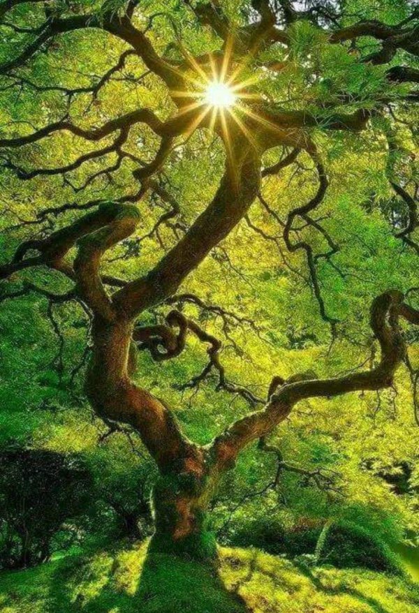 крона дерева