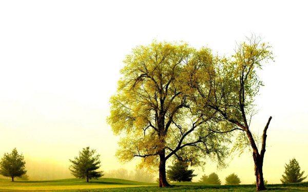 пейзаж с деревом