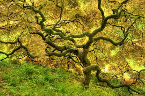 японский клен орегон