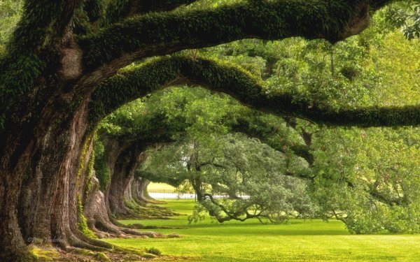 дубовая аллея луизиана