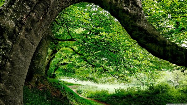 красивый фон с деревьями