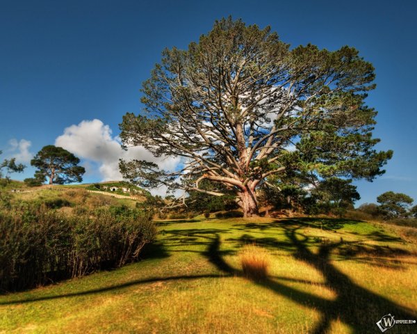 хоббитон новая зеландия дерево