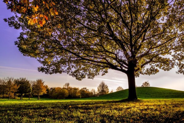 ветвистое дерево