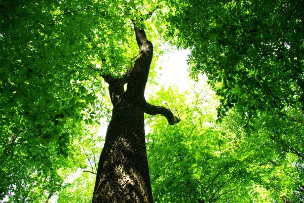 лесные деревья