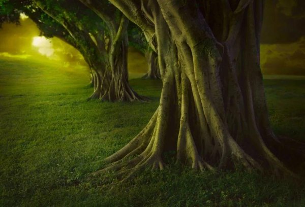 дерево корень