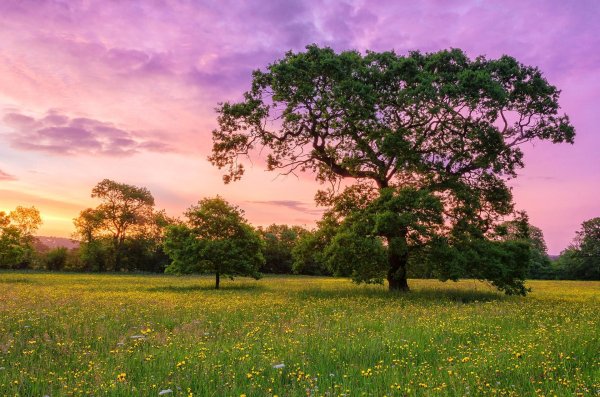пейзажи деревья и луга