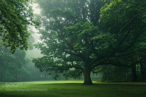 дуб красивый