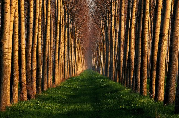 красивые леса