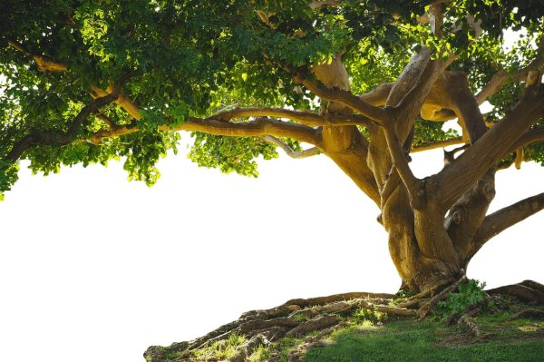 корни дерева фон