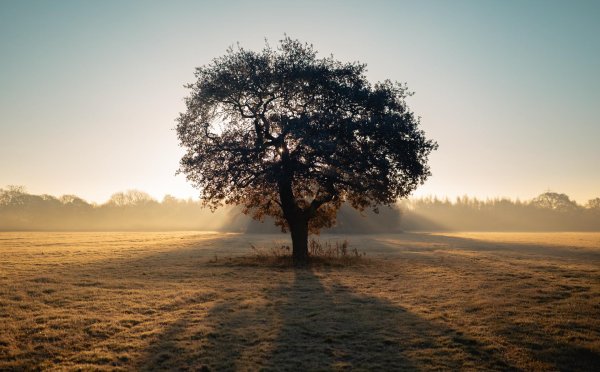 закат с деревьями