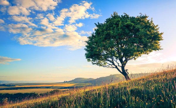 пейзаж с деревом