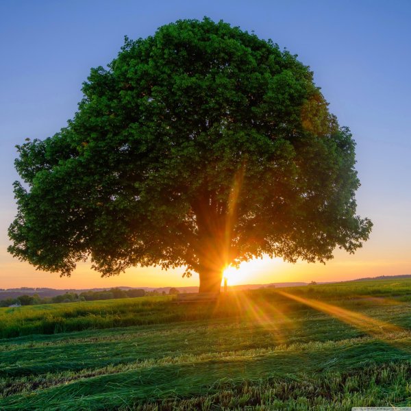 дерево солнце