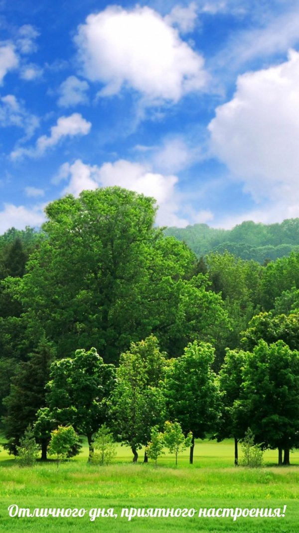 деревья небо