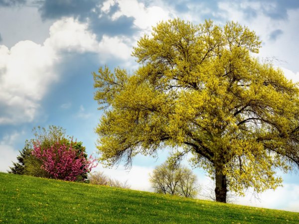 дуб черешчатый весной