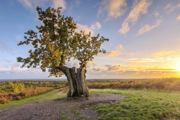 quercus дуб monument