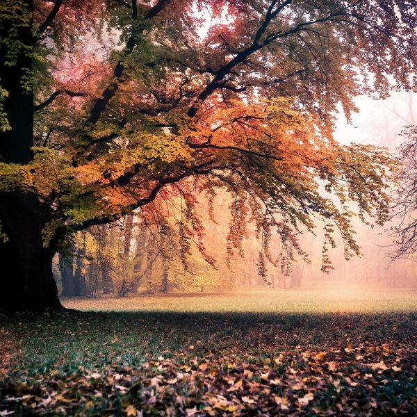 красивая осень