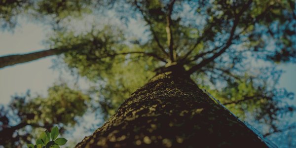 ствол дерева