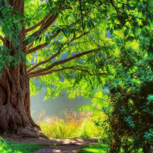 природа деревья