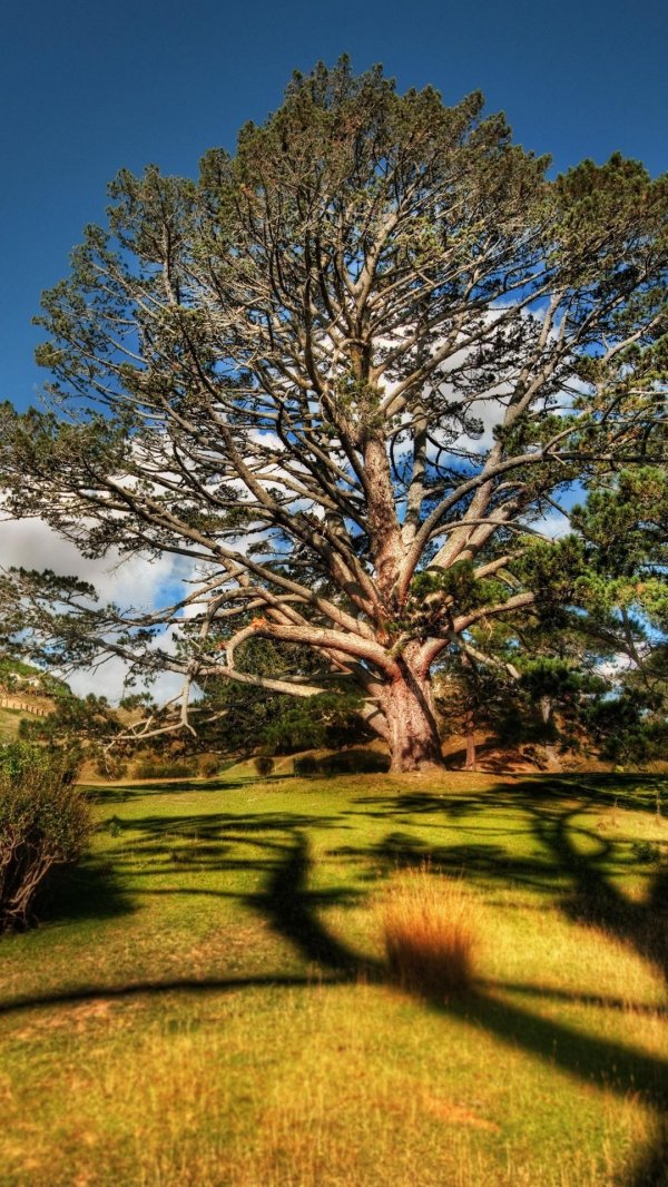 ветвистое дерево