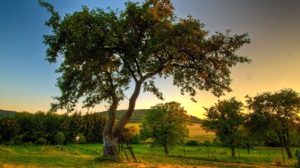 дерево летом