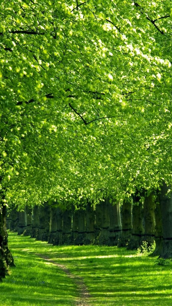 зелёные аллеи видное аллея тропинка