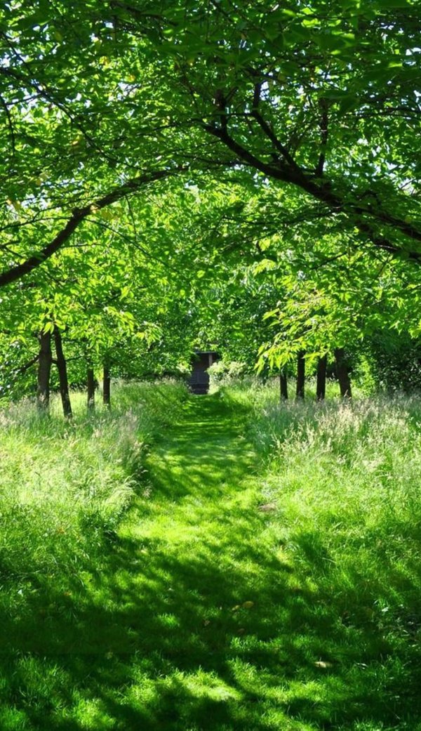 зеленые леса