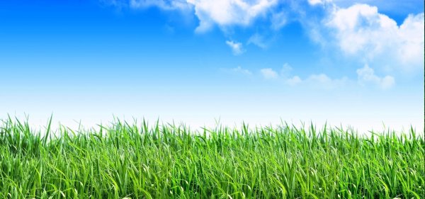 трава и небо