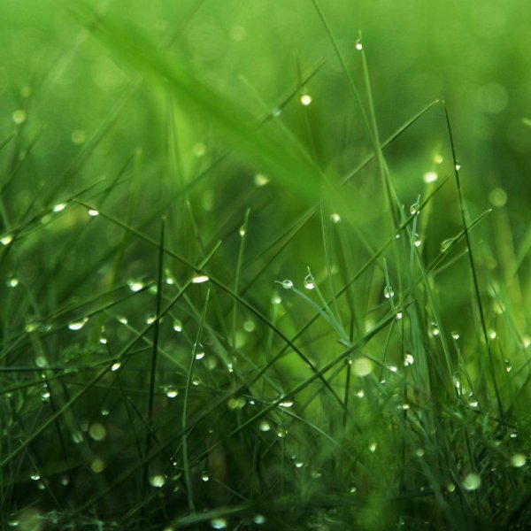 обои зелень