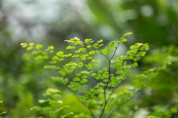 папоротник адиантум венерин