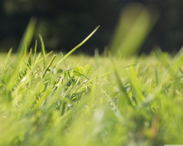 красивая трава